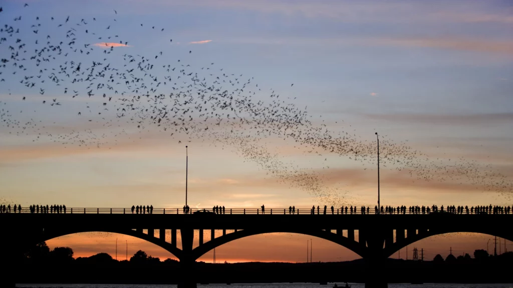 Congress Avenue Bridge to Austin TX