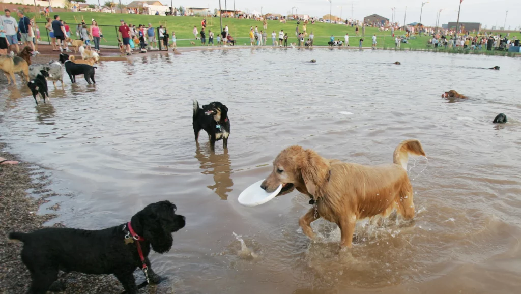 Cosmo Dog Park in Gilbert AZ