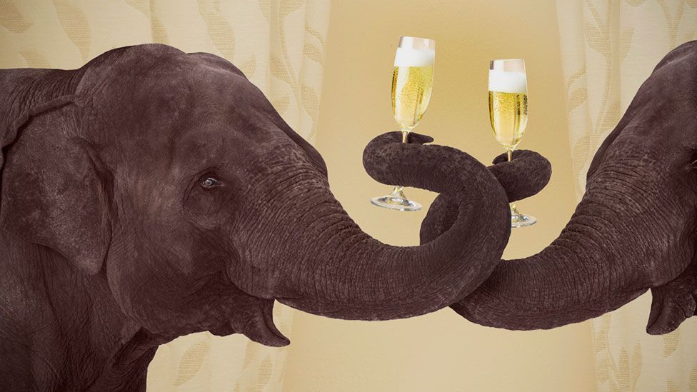 Elephants and alcohol