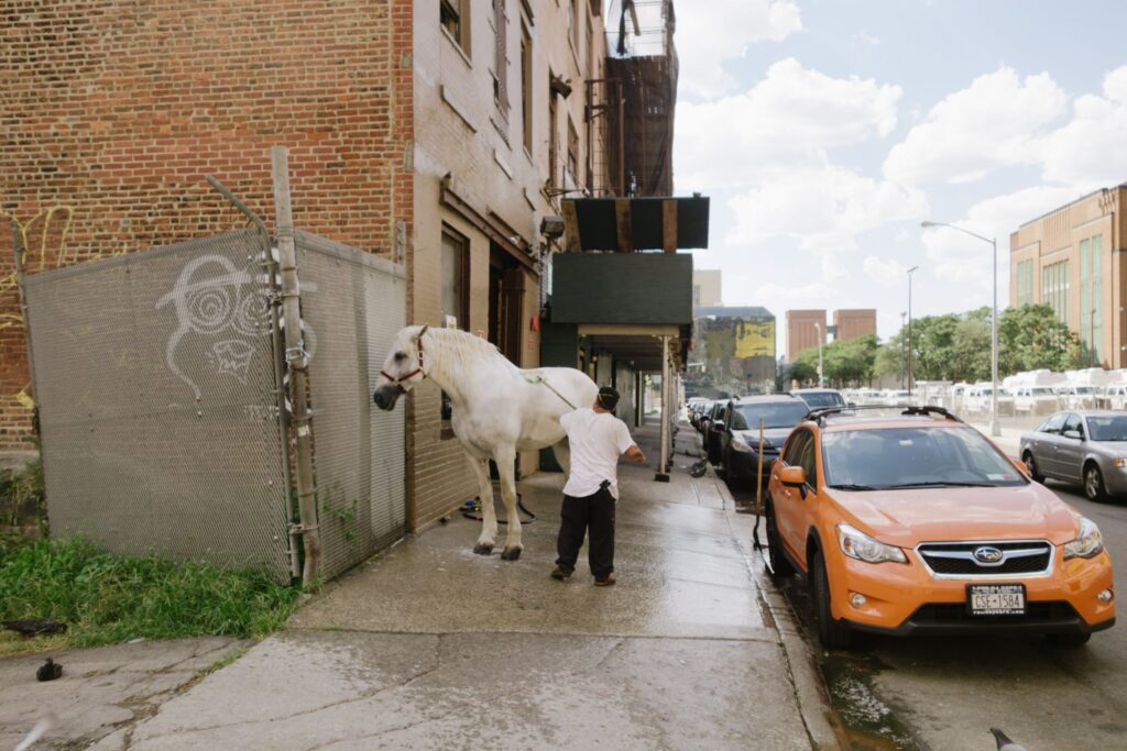 Horse on sidewalk