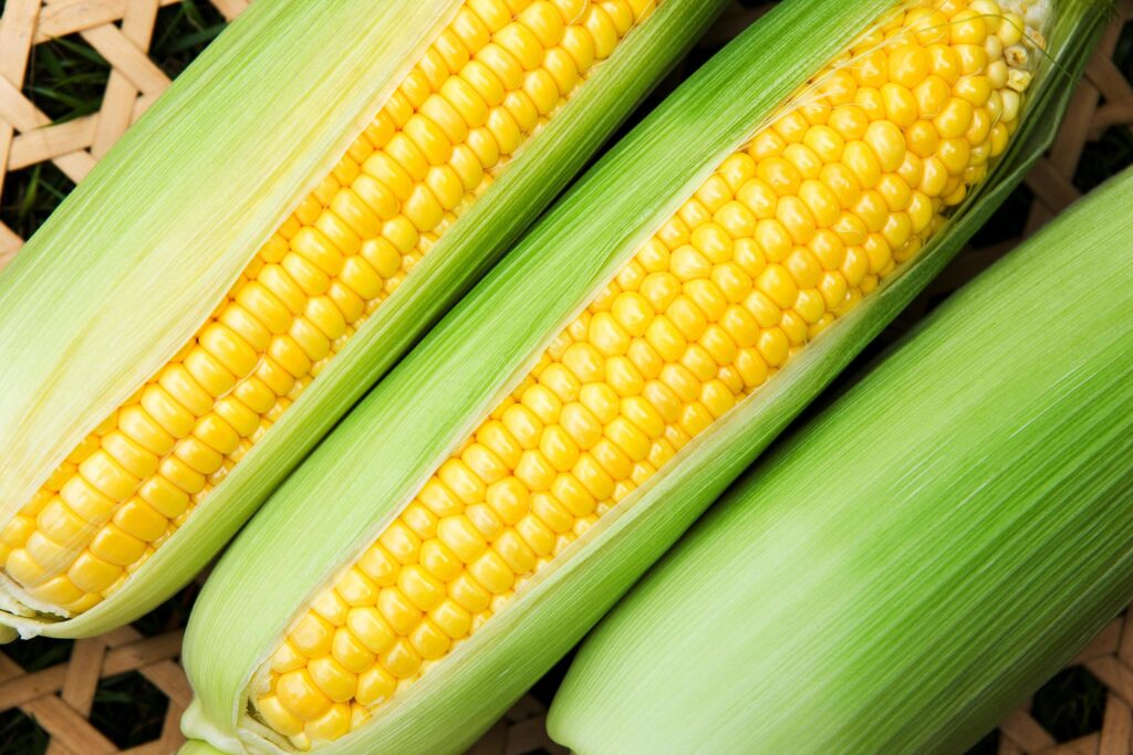 Sweet Corn in Olympia Illinois