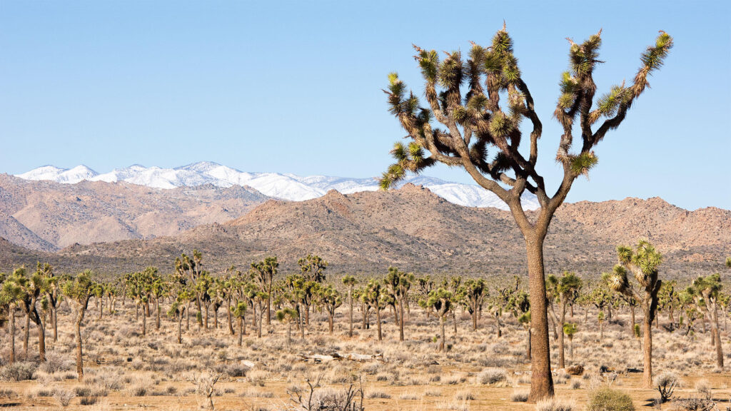 Joshua Tree National Park in Southern CA