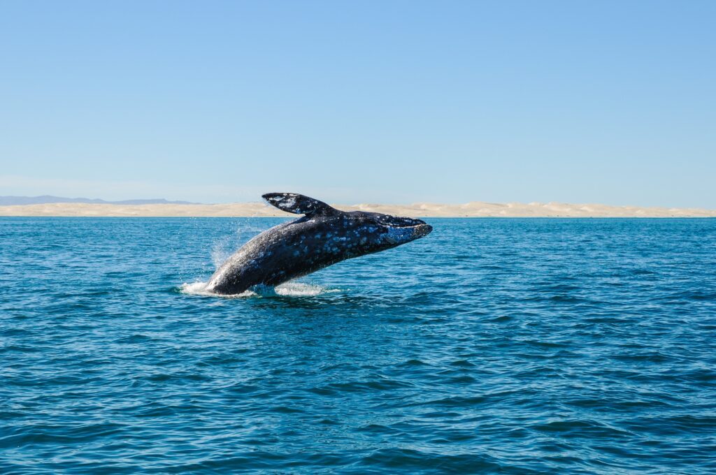 Whale watching in San Diego CA