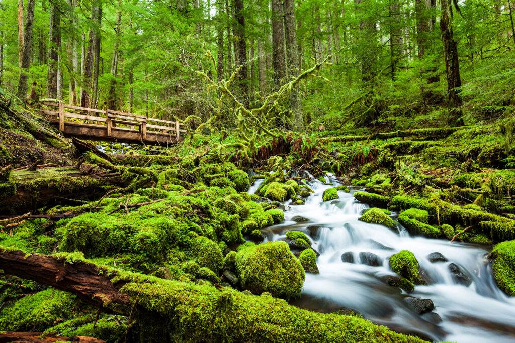 Scary and Spooky Unsolved Mysteries at Olympic National Park in WA State