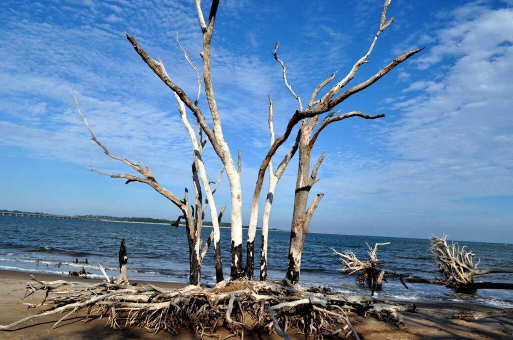 Big Talbot Island in Jacksonville Florida Boneyard Beach