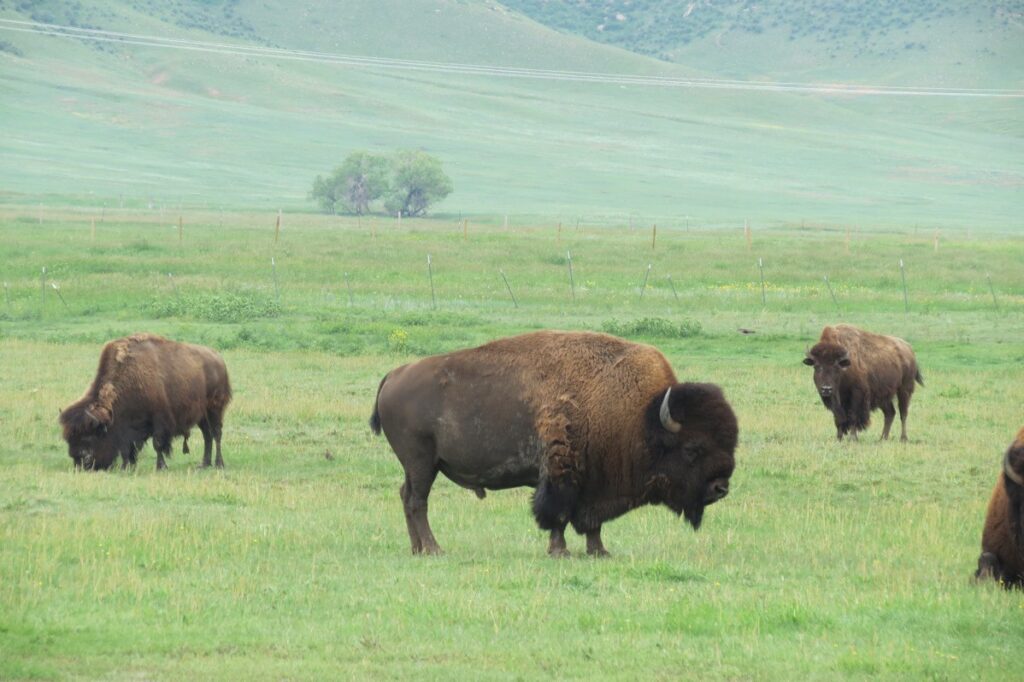 Things to do in Cheyenne WY