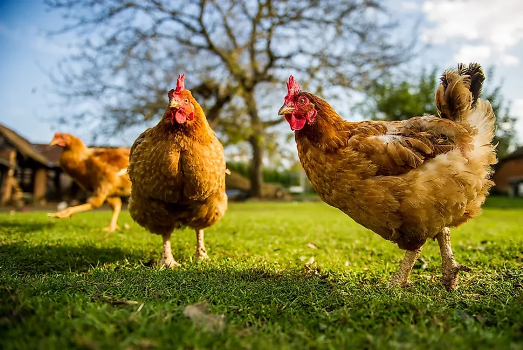 The Poultry Capital of the World is Aurora Missouri