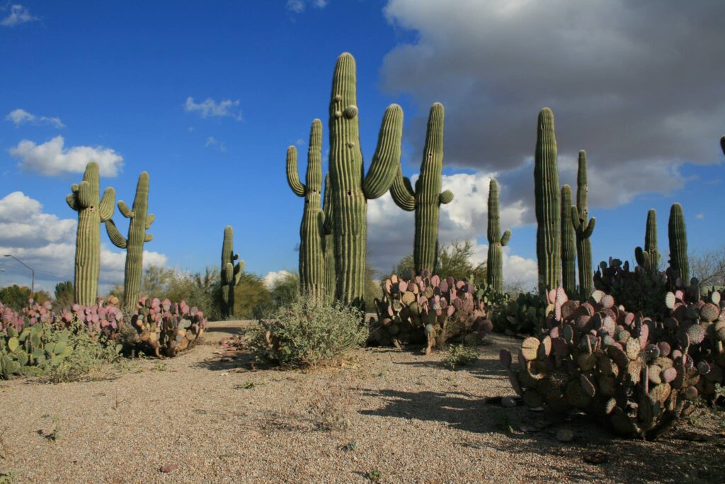 San Tan Mountain Regional Park in Chandler AZ