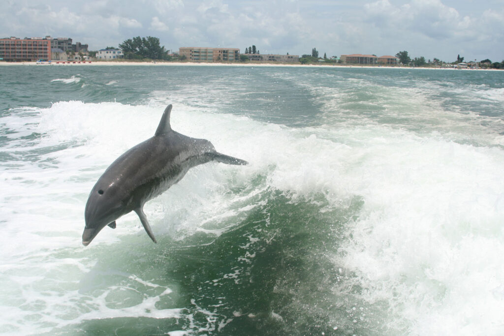 Things to do in Saint Petersburg Florida