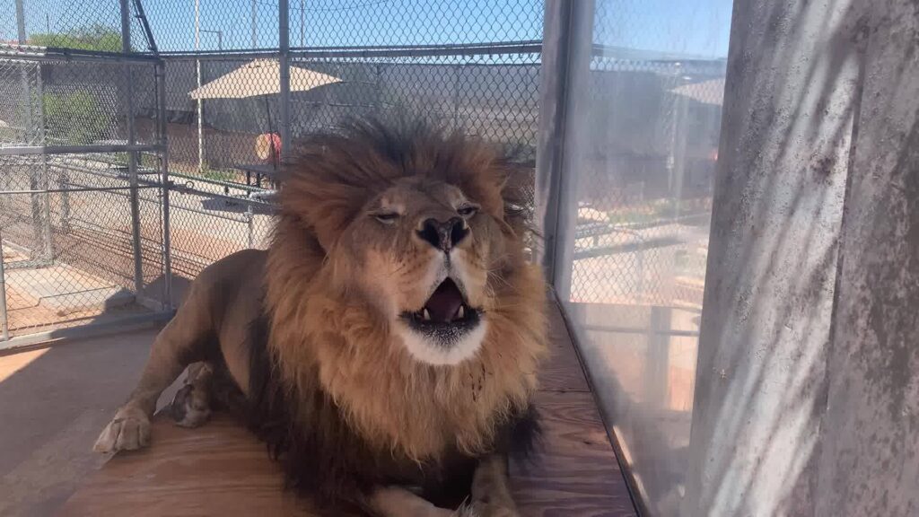 Lion Habitat Ranch in Henderson, Nevada