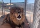 Lion Habitat Ranch in Henderson, Nevada