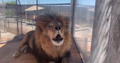 Lion Habitat Ranch in Henderson, Nevada