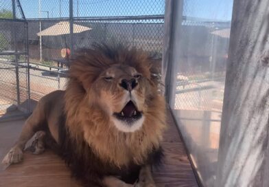 Lion Habitat Ranch in Henderson, Nevada