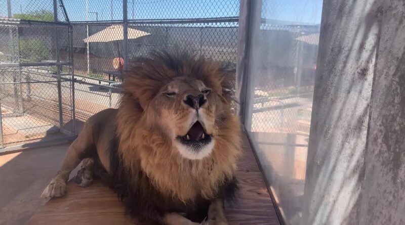 Lion Habitat Ranch in Henderson, Nevada