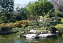 Earl Burns Miller Japanese Garden in Long Beach, California