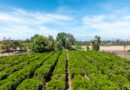 Fun facts about Riverside, California