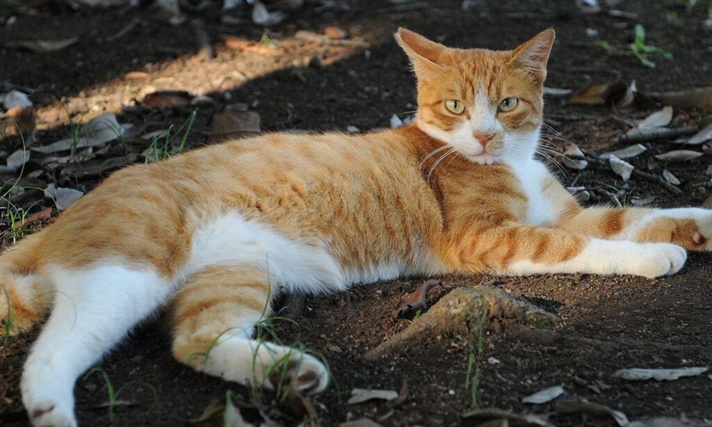Ginger Cat Day