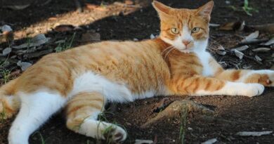 Ginger Cat Day