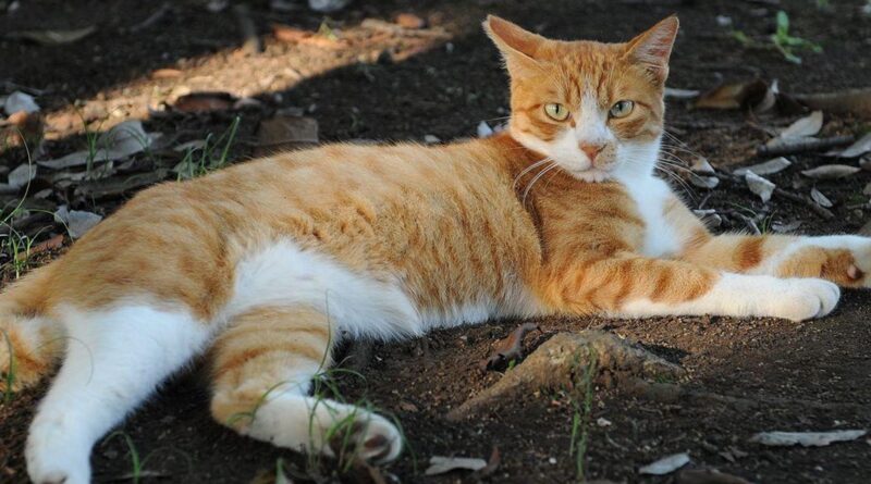 Ginger Cat Day