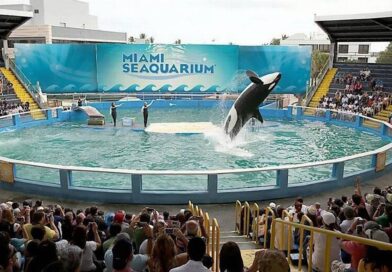 Seaquarium in Miami, Florida