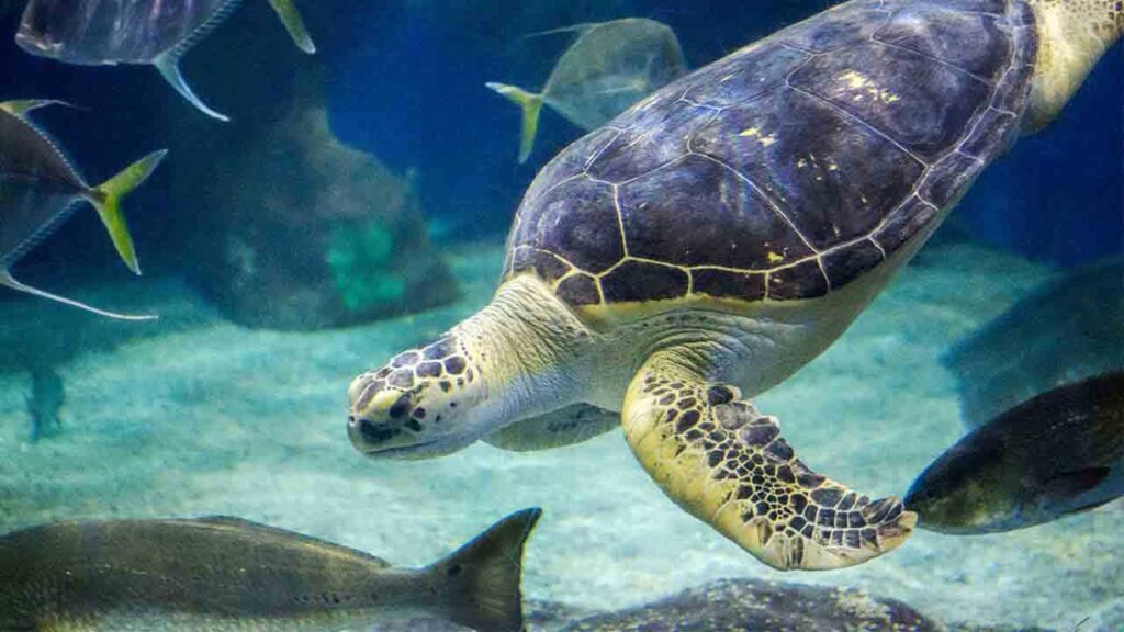 Things to do in Virginia Beach VA