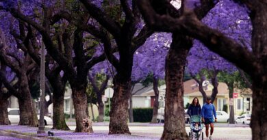 Fun facts about Anaheim, California
