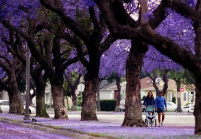 Fun facts about Anaheim, California