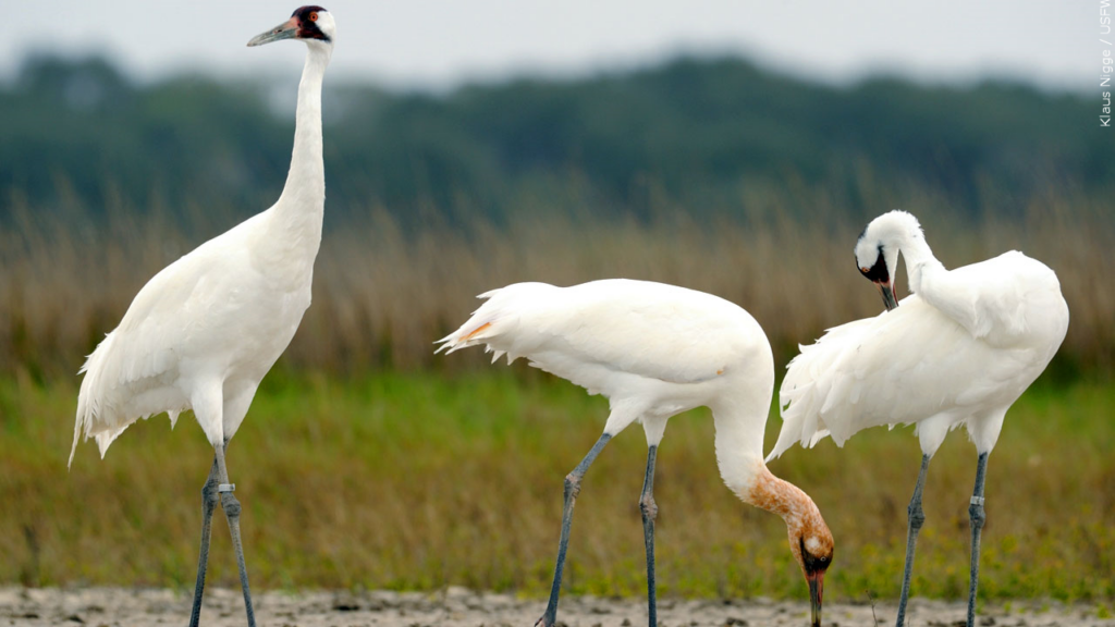 Fun facts in Corpus Christi, Texas