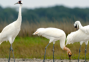 Fun facts in Corpus Christi, Texas