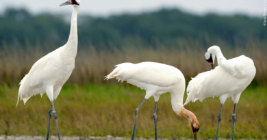 Fun facts in Corpus Christi, Texas