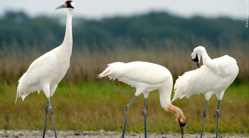 Fun facts in Corpus Christi, Texas