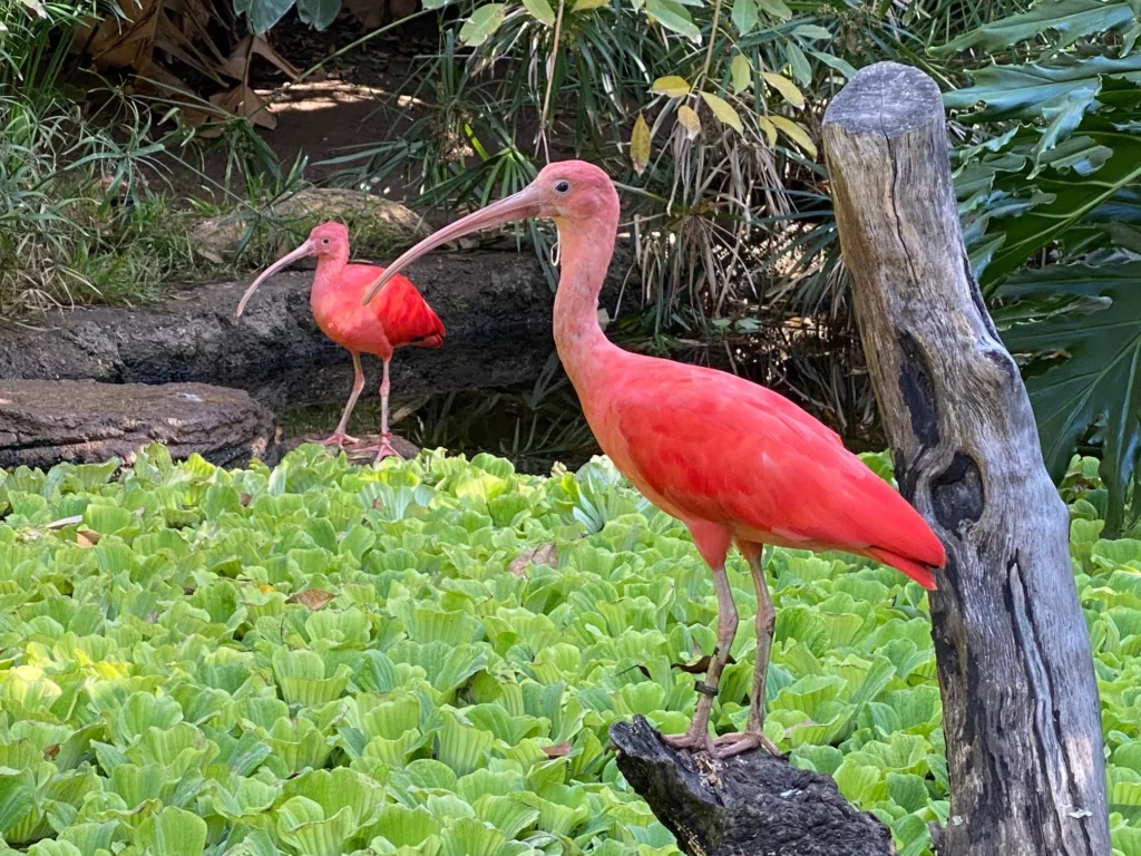 Things to do in Santa Ana, California