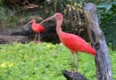 Things to do in Santa Ana, California
