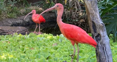 Things to do in Santa Ana, California