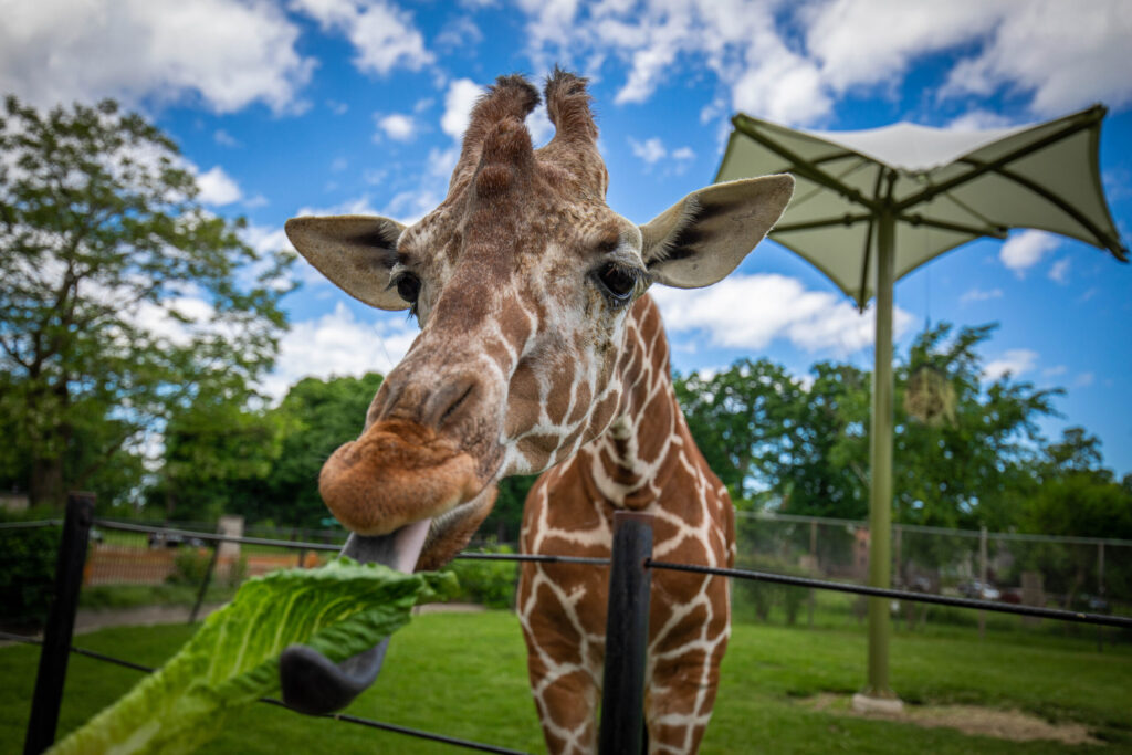 Things to do in Buffalo, New York