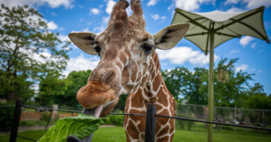 Things to do in Buffalo, New York