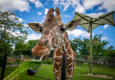 Things to do in Buffalo, New York