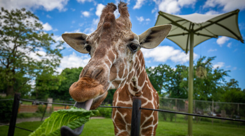 Things to do in Buffalo, New York