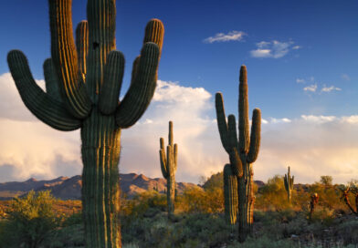 Fun facts about Scottsdale, Arizona