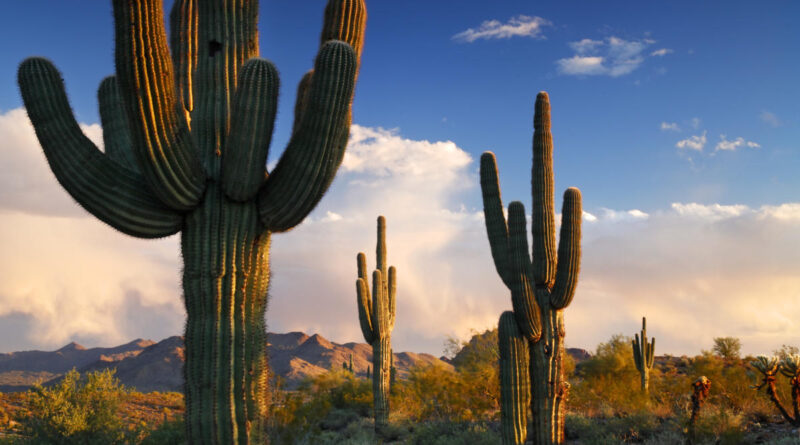 Fun facts about Scottsdale, Arizona