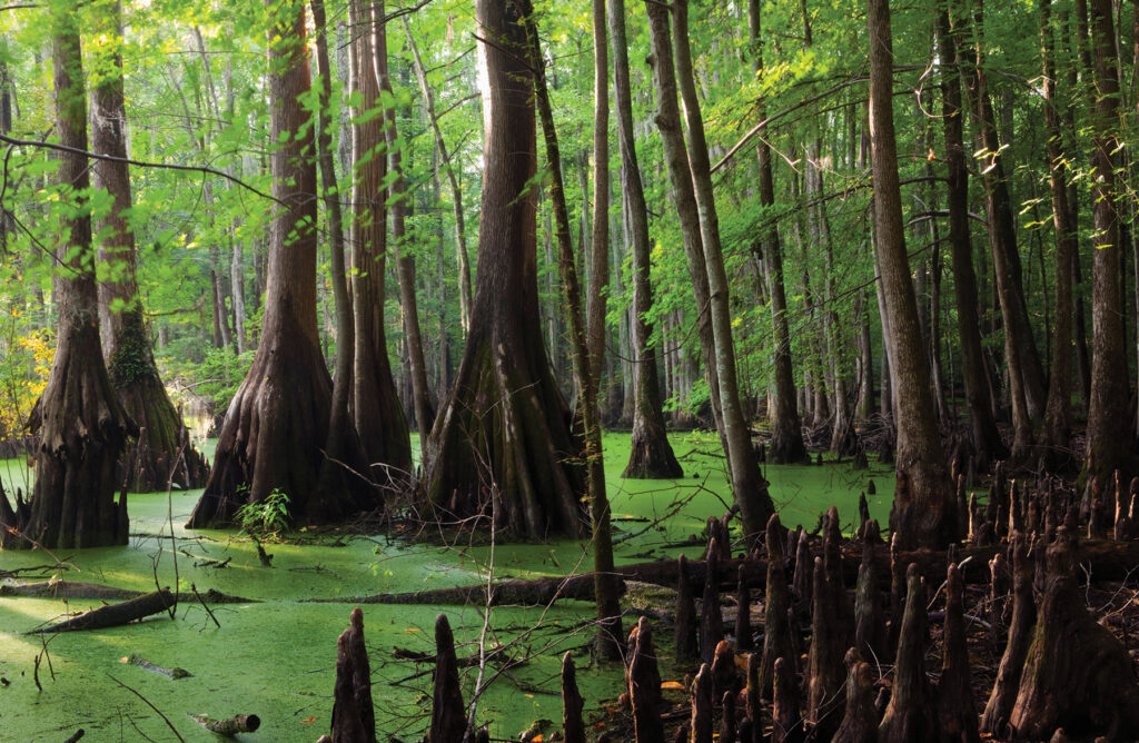 The Great Dismal Swamp in Chesapeake, Virginia