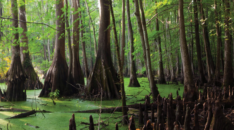 The Great Dismal Swamp in Chesapeake, Virginia