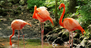 Things to do in Hialeah Florida