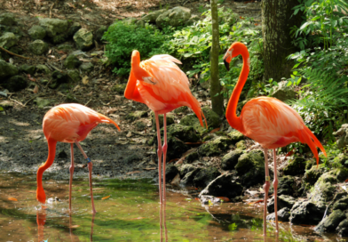 Things to do in Hialeah Florida