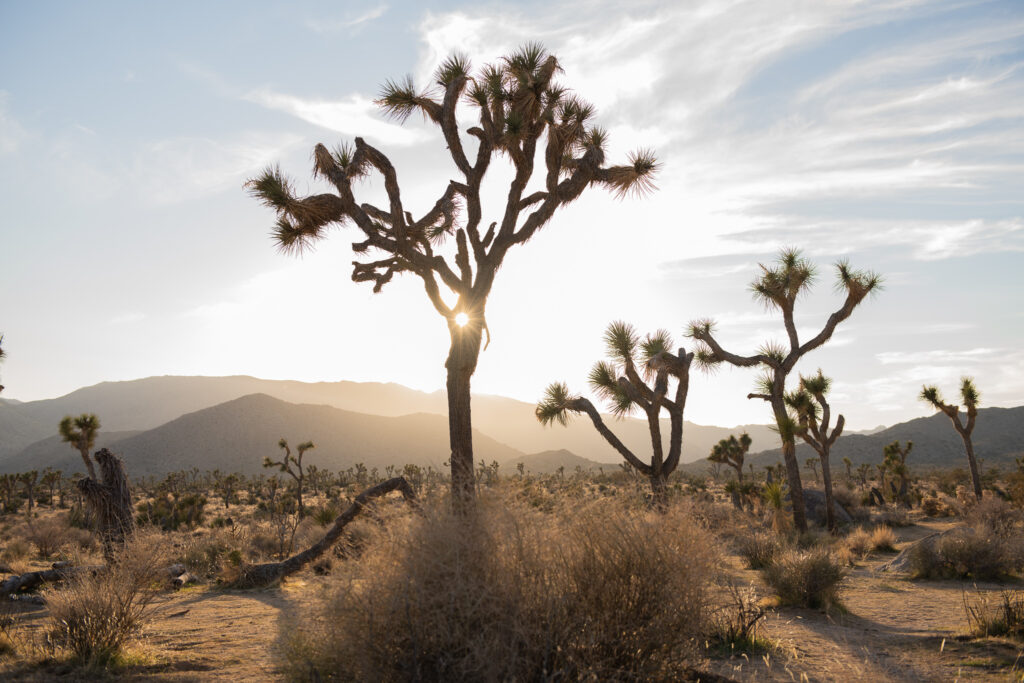 Fun facts about San Bernardino, California