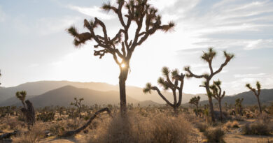 Fun facts about San Bernardino, California