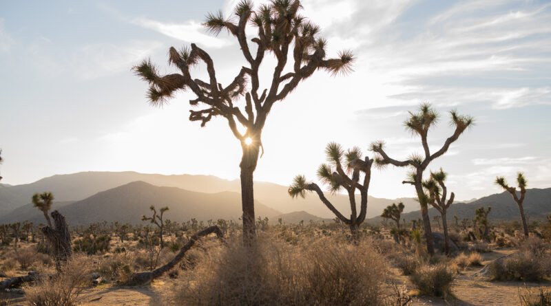 Fun facts about San Bernardino, California