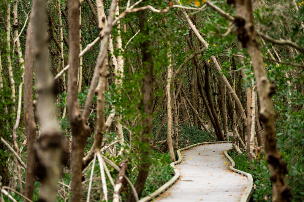 Four Mile Cove Ecological Preserve in Cape Coral Florida