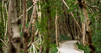 Four Mile Cove Ecological Preserve in Cape Coral Florida