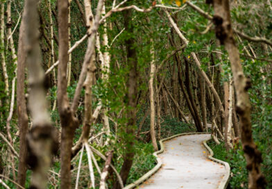 Four Mile Cove Ecological Preserve in Cape Coral Florida